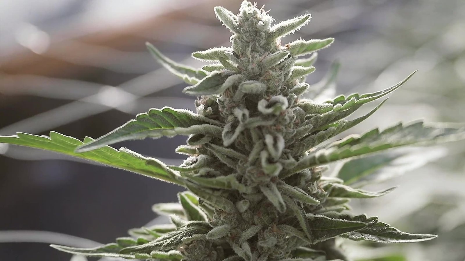 Ketama Select hashplant flower
